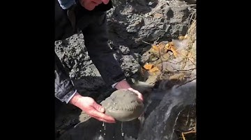 Jurassic Coast Ammonite