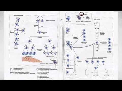 Video: WT1-peptidevaccin In Montanide In Tegenstelling Tot Poly-ICLC, Is In Staat Om WT1-specifieke Immuunrespons Te Induceren Met TCR-klonale Verrijking Bij Myeloïde Leukemie