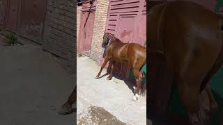 horoscope kurdistan horse viral freefire