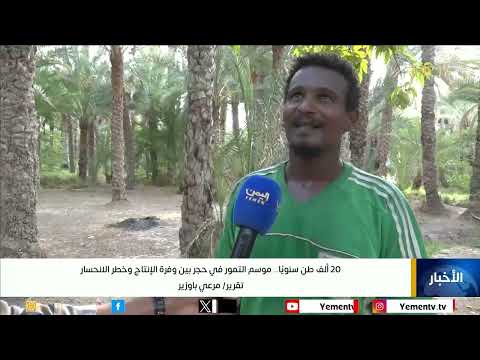 حصاد التمور في وادي حجر: تحديات وفرص للمزارعين اليمنيين