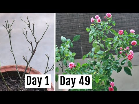 Here&rsquo;s How I Saved My Dying Rose Plant