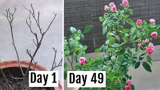 Here's How I Saved My Dying Rose Plant