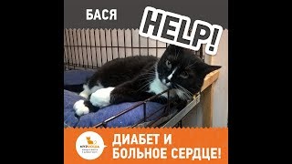 Кошке Басе нужна помощь - диабет и больное сердце! Кошке Басе нужна помощь - диабет и больное сердце!