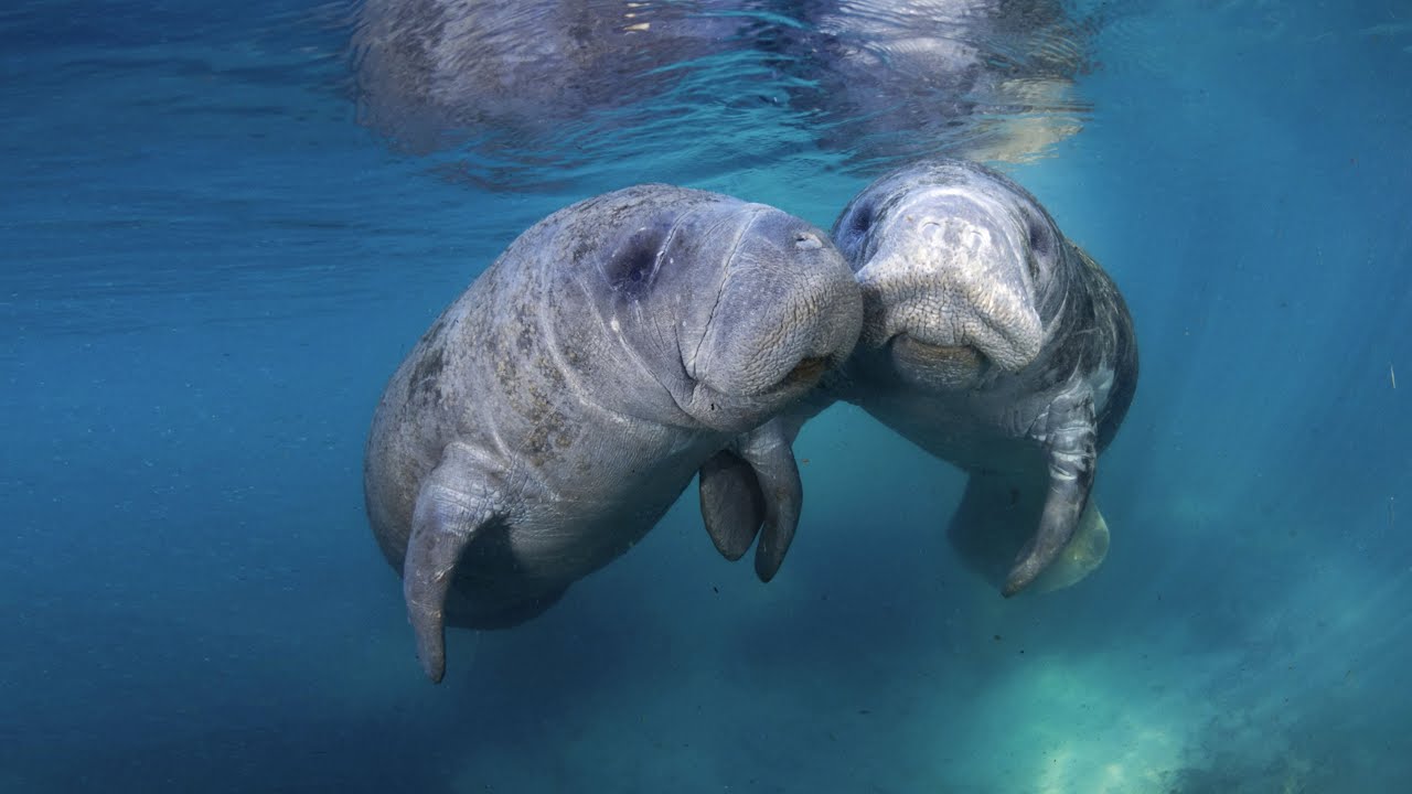 destin florida manatee tours