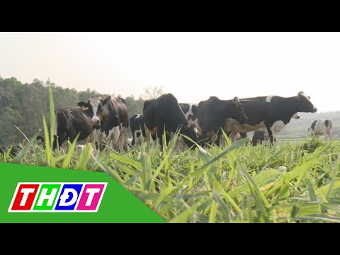 Video Ngành chăn nuôi phấn đấu vào nhóm các Quốc gia tiên... - youtube