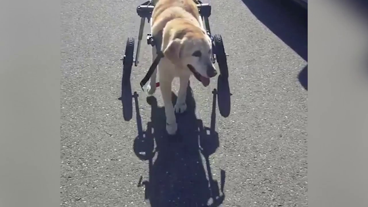 wheelchair sign Lab's and Golden's First Steps in Walkin' Wheels!