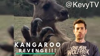 KANGAROO REVENGE!