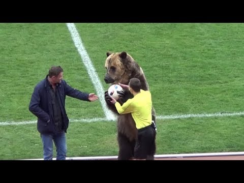 Bear used to deliver match-ball to football game in Russia | 15/04/2018