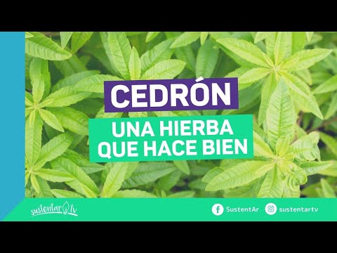 El Cedron Una Hierba Con Muchas Propiedades Sustentartv