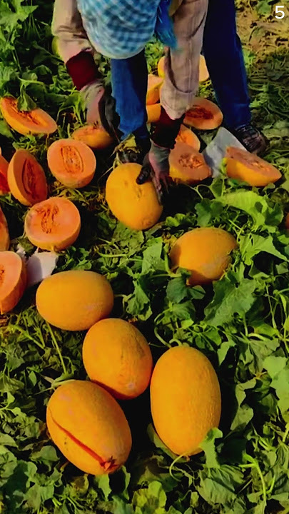 Panen melon dengan hasil yang sangat memuaskan #shorts