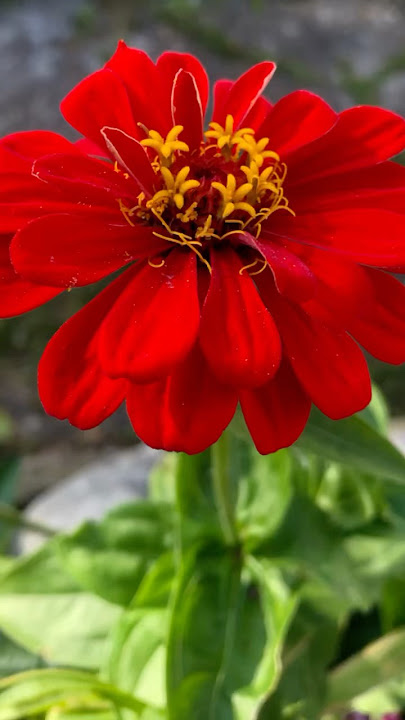 Beauty of nature#shortsfeed #shortvideo #naturephotography #shortsviral #nature #