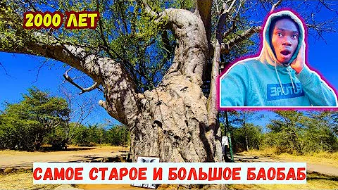 Как нашли самое старое и большое Баобаб дерево в Мире 😱😱😱😱