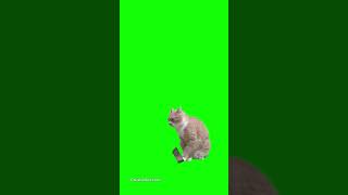 Hungry Cat Playing With Metal Food Bowl - Green Screen