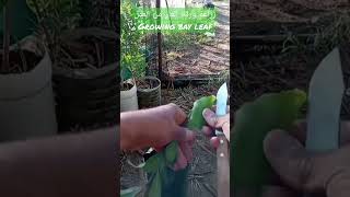 زراعة ورقة الغار من العقل . growing bay leaf