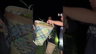 Part 2 Dayak Children Hunt For Durian In The Middle Of The Night In The Middle Of The Forest