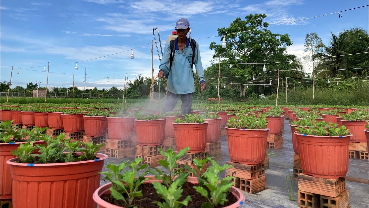 PHUN THUỐC NGỪA BỆNH CHO HOA CÚC PHA LÊ - TẾT 2023