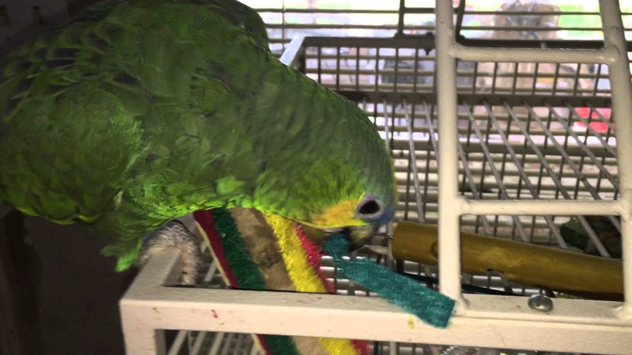 Woz The Orange Winged Amazon Playing with Foraging Toy 