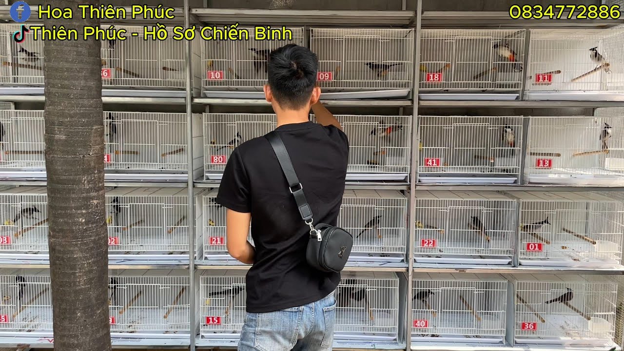 HÔM NAY TOÀN CHÀO MÀO BỔI SIÊU PHẨM CẢ NHÀ ƠI 20-03 | Thiên Phúc Hồ Sơ Chiến Binh