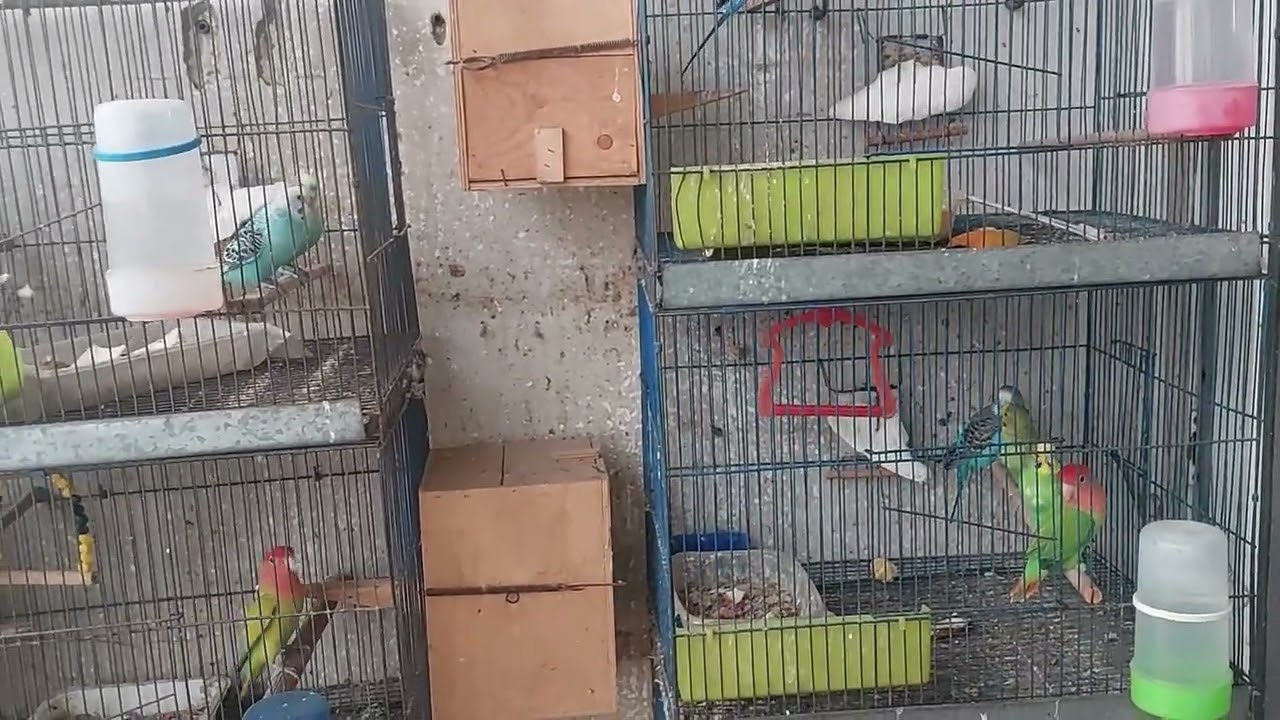 فتح عشوش #عصافير_استرالى و #عصافير_الروز. معلومات مفيدة جدا عن الإنتاج القوى