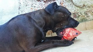 pitbull eating 🐷pig  head by Dog Passion 947 views 3 years ago 5 minutes, 14 seconds