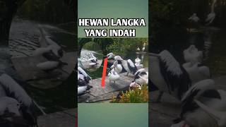 HEWAN LANGKA|Indah Sekali Bisa Hidup Di darat & Di air#viral #shorts
