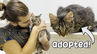 Kitten Rescued From Streets! ( Adopted by a family! )