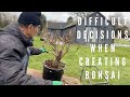 Difficult decisions when creating bonsai