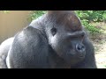 ('19/5/12)モモタロウ怒る‼︎⭐️ゴリラ(125)【京都市動物園】Father Gorilla Momotaro got angry