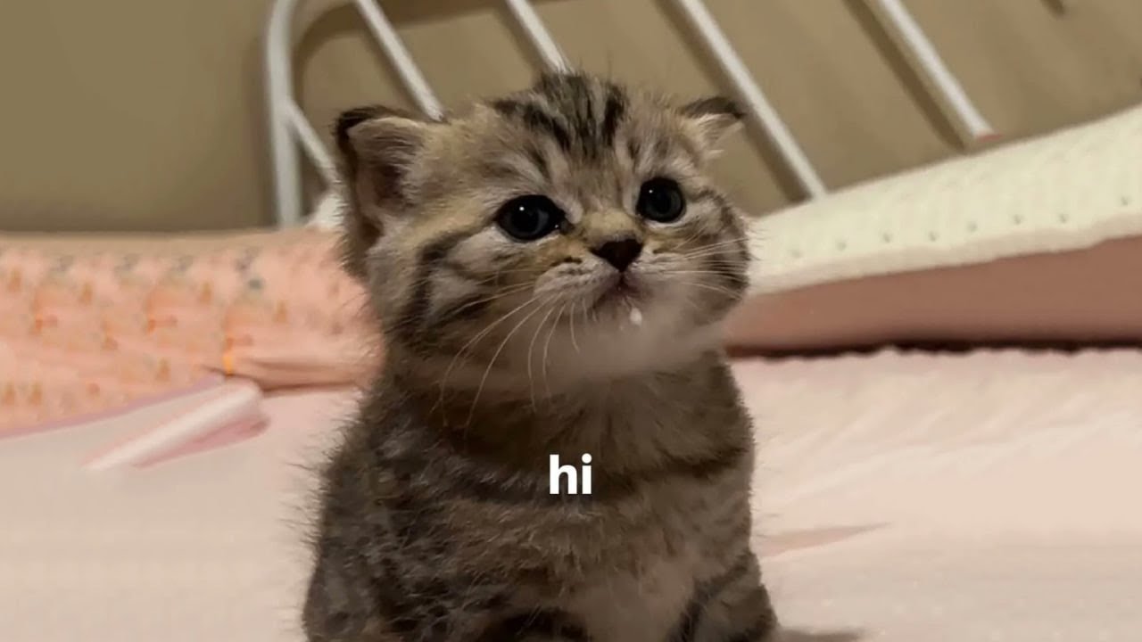 The Funniest Cat Videos 🐱 Try Not To Laugh Part 81