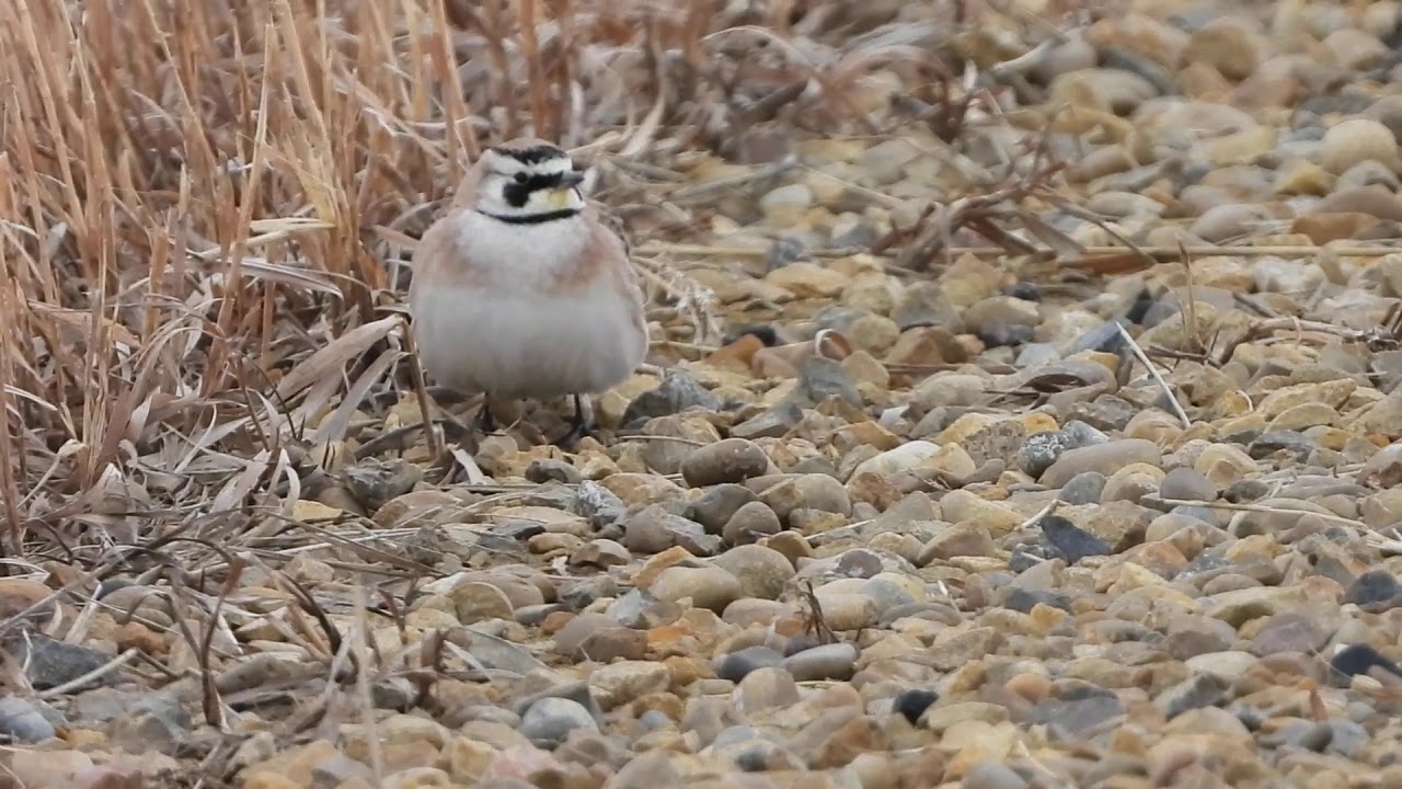 Male Horned Lark-At Michichi, AB, CA 