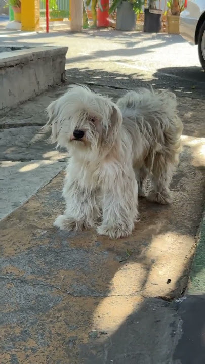 Look so cute 🥰 ToRo.#shortsfeed #viralshort