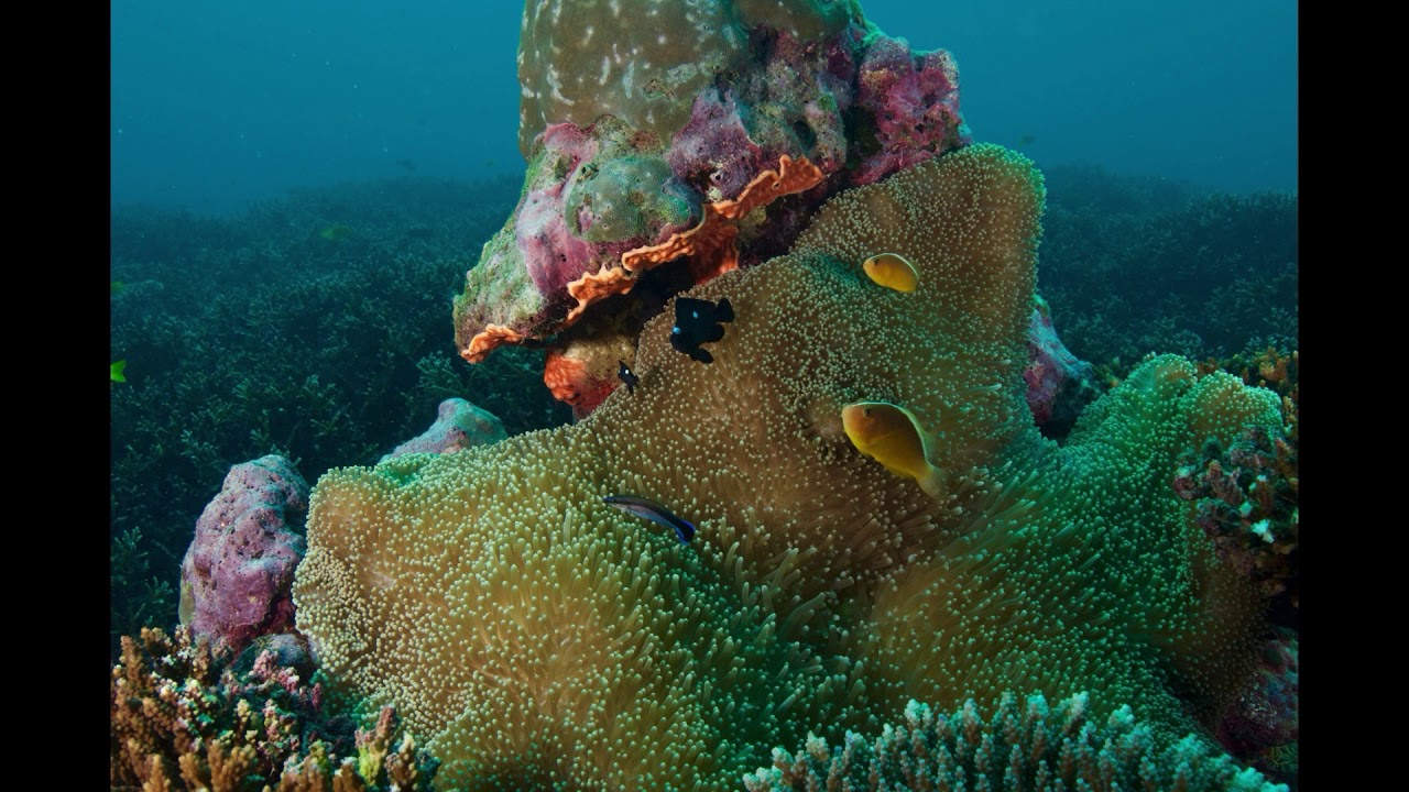 Seychelles underwater Mahé