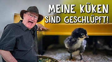 Was brauchen Küken in den ersten Tagen?