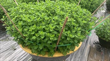 Cách đi phân cho hoa cúc 