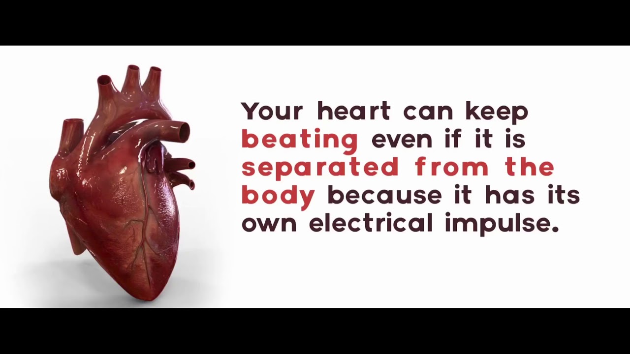  2 Top Unbelievable Facts About HEART YouTube