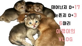 태어난지 17일차 된 아기고양이 6마리가 이제 눈을 떴어요: VLOG l Six 17dayold kittens now open their eyes: VLOG