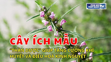 Ích Mẫu - "Thần Dược" Của Phái Nữ, Giúp Tăng Cường Khí Huyết Và Điều Hòa Kinh Nguyệt