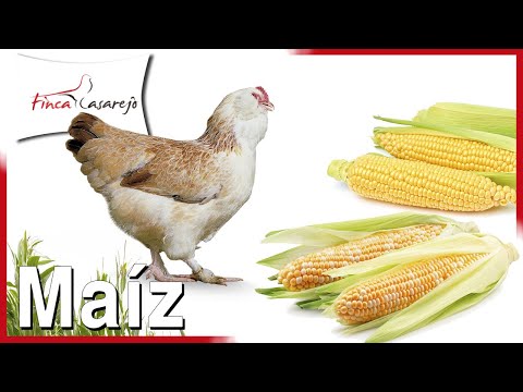 Video: ¿Por qué pollo alimentado con maíz?