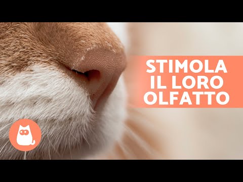 Video: Quale animale ha l'olfatto più forte?