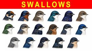 SWALLOWS Family | All 17 USA Species | Advanced Level Bird ID Checklist