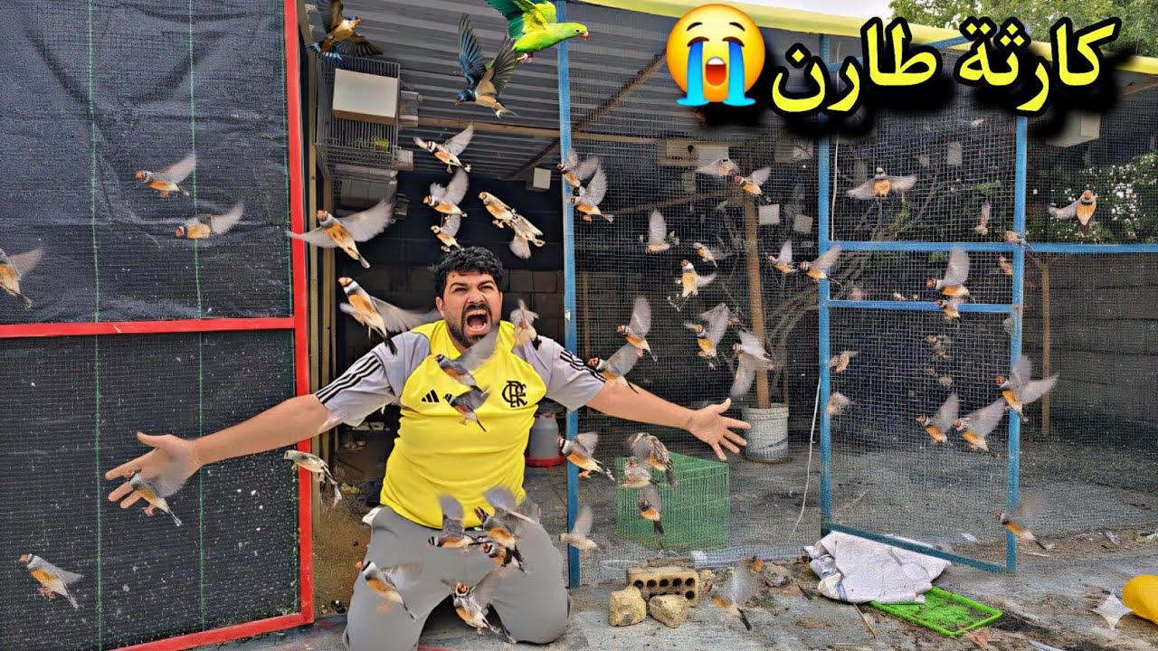 ​أكبر خسارة في المزرعة.. طارن الفناجز وانهار كل شيء 🕊️💨