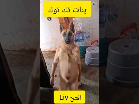 كيف تبدو بنات تيك توك في اللايف الفضايح تبان ضحك بلا حدود  تيك توك 