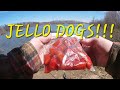Skunked Series Ep. 4 STRAWBERRY JELLO HOT DOG BAIT!!!