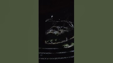 Visual representation of Echolocation by bats