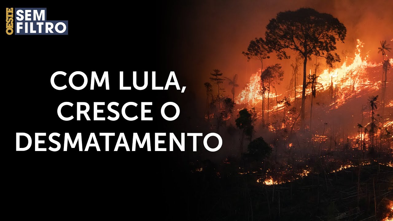 Desmatamento na Amazônia dispara no primeiro trimestre de Lula | #osf