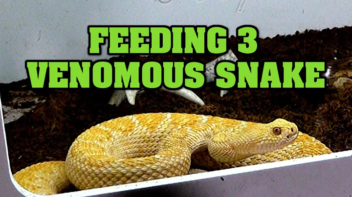 Feeding 3 Venomous Snake, rattlesnakes, vipers, morphs, oh my!