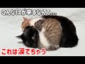 保護して１ヶ月しか経ってない子猫と先住猫の進展に毎回驚かされてます