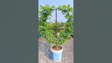 How to grow Aparajita | blue pea plant beautifully #shorts #youtubeshorts #plants