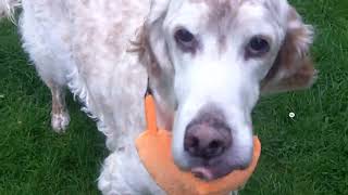 Pensioner English Setter Otus mooching with his friends.@DogtrainersUK