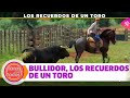 Toros para todos bullidor los recuerdos de un toro